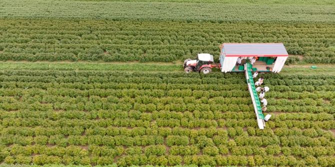 Bauern auf einer Cannabis Plantage.