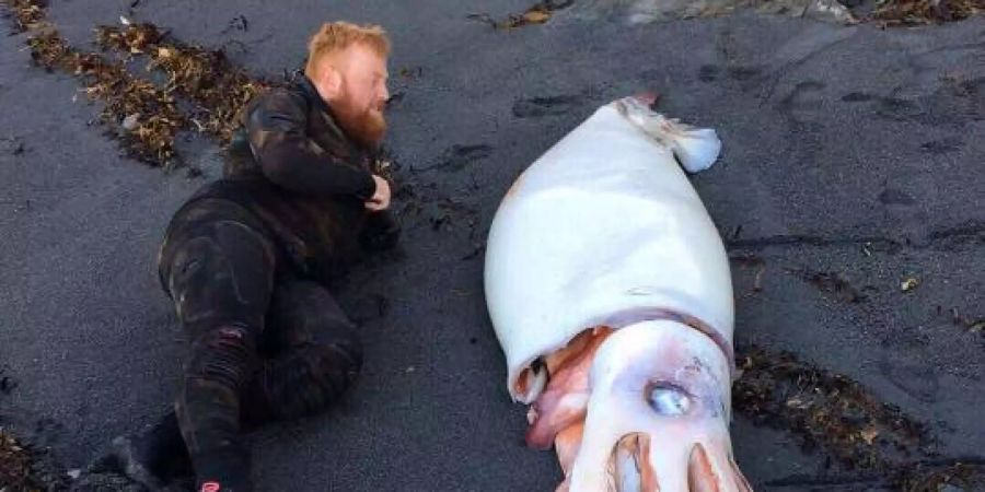 Taucher Jack Aplin liegt am Strand nahe Wellington neben einem toten Riesenkalmar.