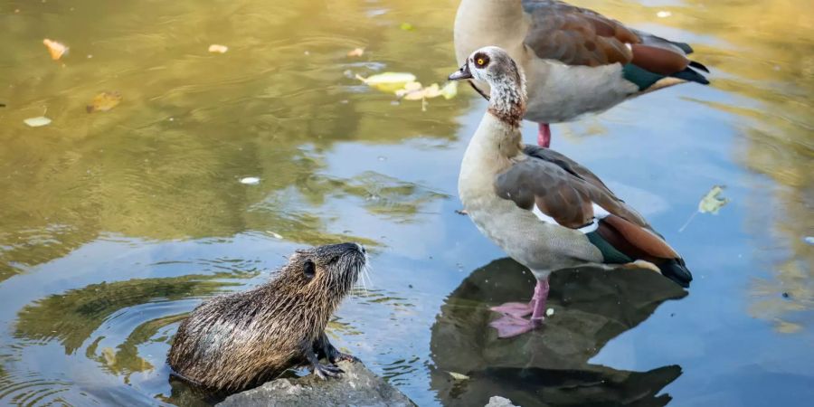 Ein Nutria (l.u.) steigt im Flüsschen Nidda neben zwei Nilgänsen aus dem Wasser.