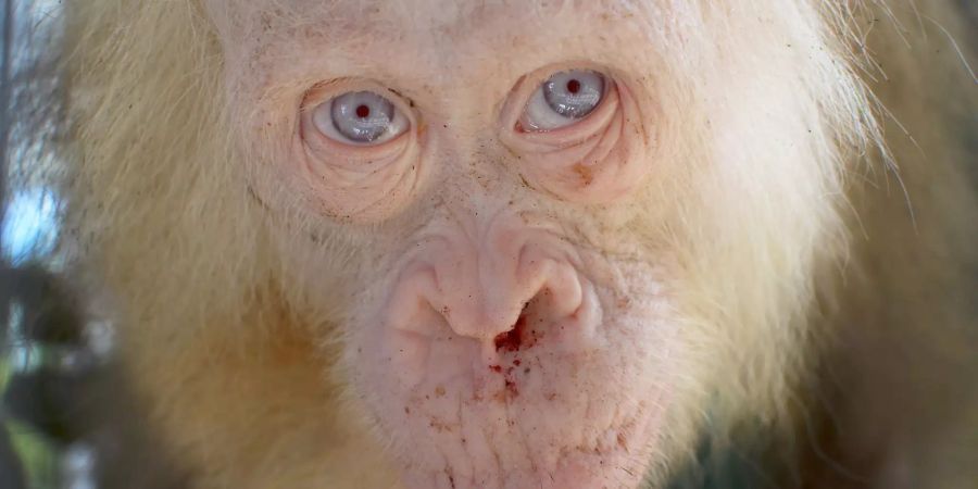 Das undatierte Handout zeigt einen etwa fünf Jahre alten weiblichen Albino-Orangutan in einer Auffangstation der «Borneo Orangutan Survival Foundation» auf Borneo (Indonesien).