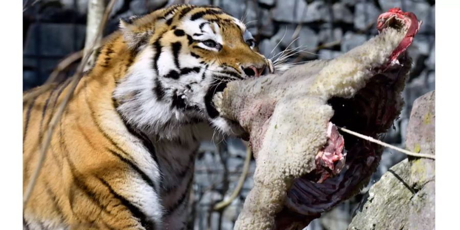 Amur-Tiger Fedur im Zürcher Zoo 2017.