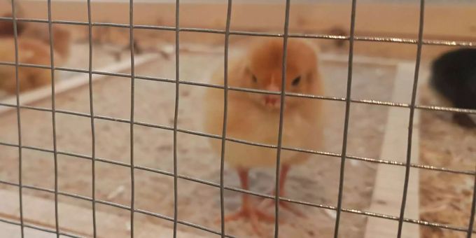 Tierschutz macht Kinder traurig - Streichelverbot bei Osterküken im Naturmuseum Luzern