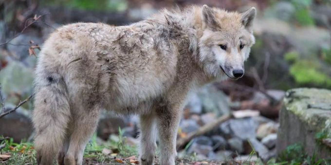 Im Mittelland - Pro Natura plädiert für Koexistenz bei Wölfen