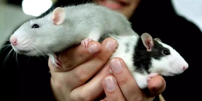 Zwei Ratten in den Händen eines Menschen. Ratte