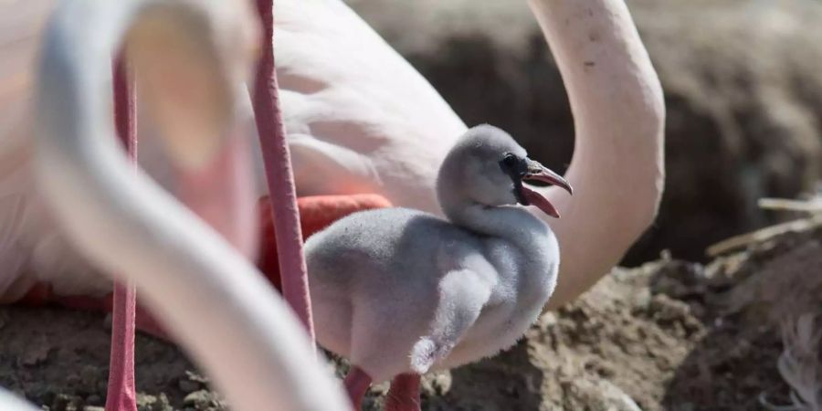 Am 30. Juni hat sich das erste Flamingo-Baby aus dem Ei befreit.