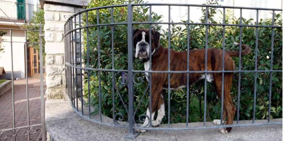 Ein Hund in einem Garten.