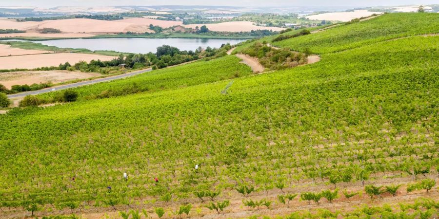 Ein Weinberg im deutschen Bundesland Sachsen-Anhalt