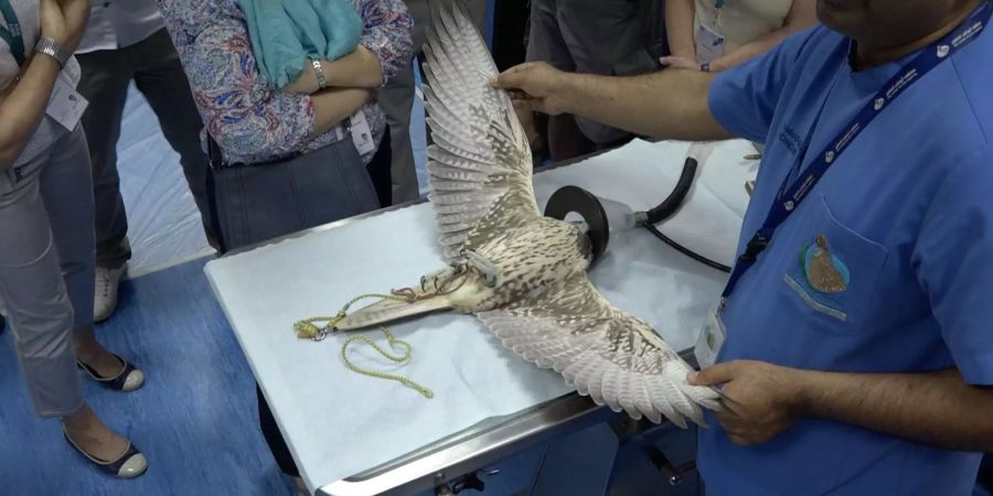 Hier wir Falken geholfen. Ein Raubvogel beim Gesundheitscheck, Bild: Markus Schlumpf