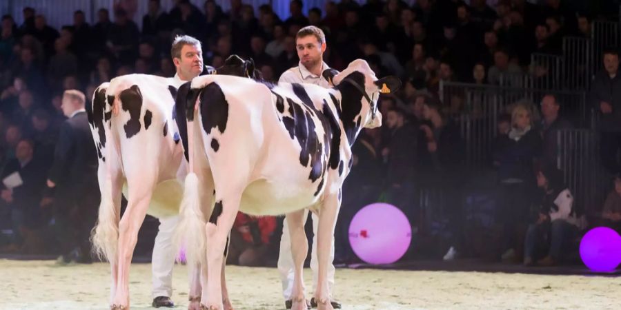 Zwei Züchter präsentieren ihre Kühe an der SwissExpo 2018.