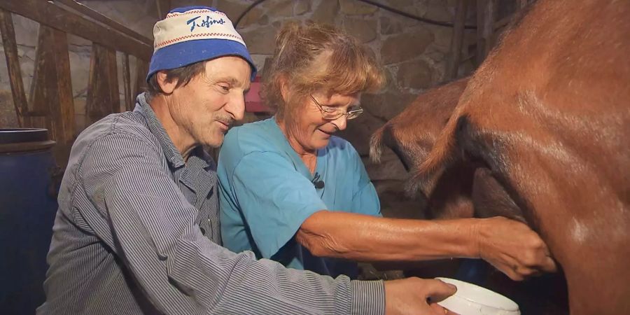 Beim Melken funkt's: Bauer André mit Hofdame Marlies.