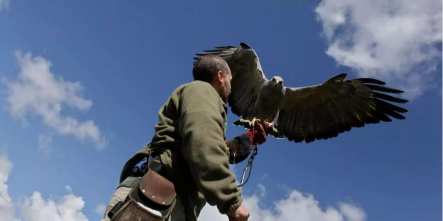 Adler sollen in Genf Jagd auf Drohnen machen.