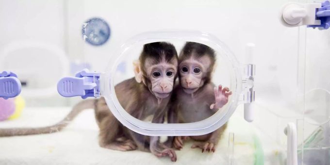Die beiden Makaken-Affenbabys wurden mithilfe der «Dolly»-Methode geklont. Die beiden Makaken-Affenbabys wurden mithilfe der «Dolly»-Methode geklont.