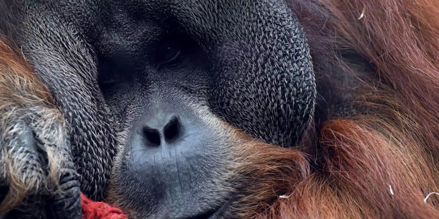 Tierquäler brachten einen Orang-Utan mit 130 Schüssen um.