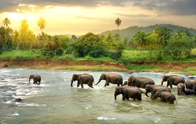 Zahlreiche Dickhäuter leben in und ausserhalb der Nationalparks Sri Lankas. Reisetrends 2023 TUI Ferien