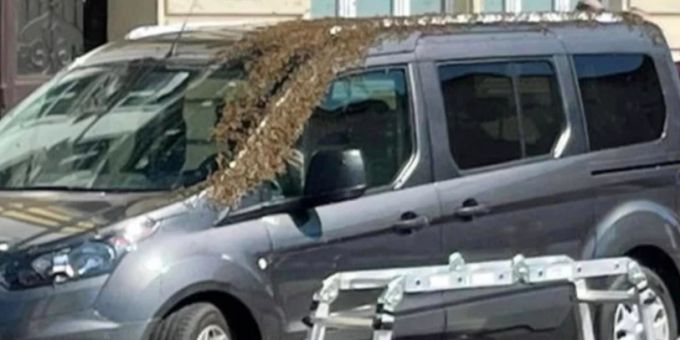 Ein Bienenschwarm belagerte ein Fahrzeug in Bernburg (D). bienen auto