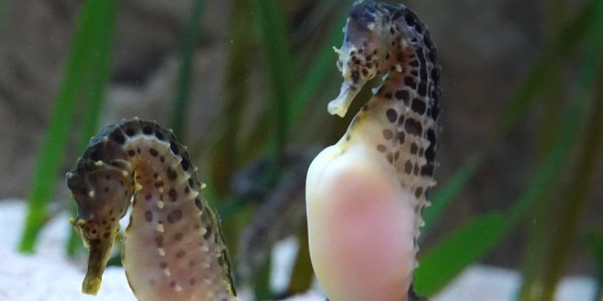 Zwei Seepferdchen in einem Aquarium. (Symbolbild) seepferdchen