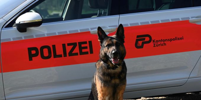 Höri ZH: Polizeihund schnappt Messerstecher – Opfer schwer verletzt. Höri ZH