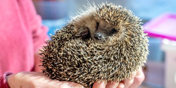 Polizei ermittelt - Goldküsten-Tierquäler sperrt Igel in Briefkasten
