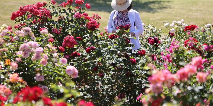 Besucher betrachten blühende Rosen im Europa-Rosarium in Sangerhausen. Die Rosensammlung feiert in diesem Jahr ihr 120-jähriges Jubiläum.