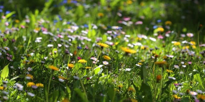 Berlin - Im Mai: Den Rasen nicht mähen und Insekten helfen