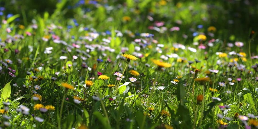 Gut für Insekten: Wird ein Rasen länger nicht gemäht, wachsen auf ihm viele Wiesenblumen.