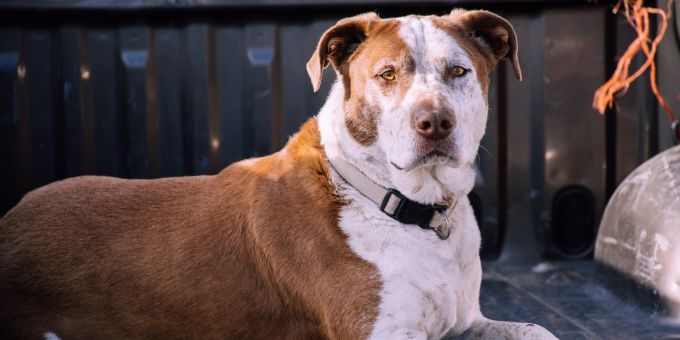 Im Kanton Zürich sterben Hunderassen wie der Pitbull langsam aus. kanton zürich sterben