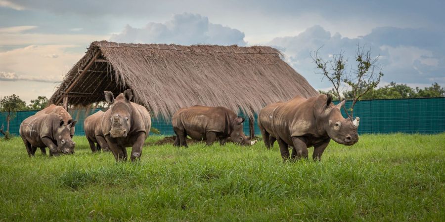 Die Nashörner kommen in Garamba an.