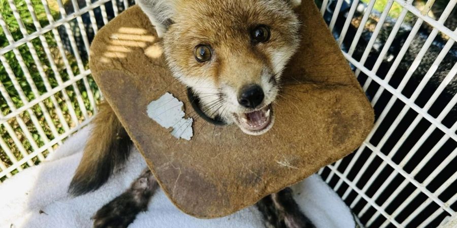 Der junge Fuchs in England, der von der Tierschutzorganisation RSPCA gerettet wurde.