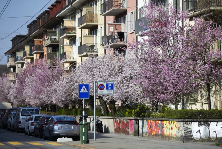 Breitenrainquartier