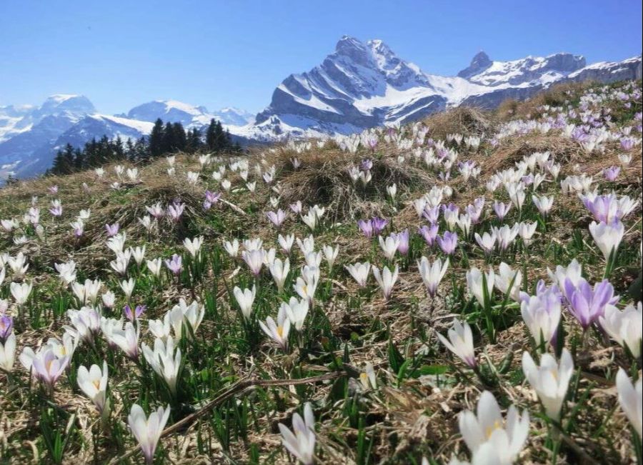 Braunwald Alpblumen Wanderung