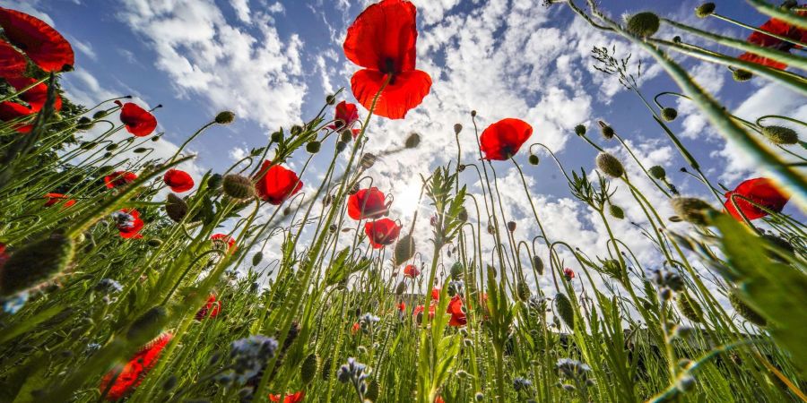 Klatschmohn blüht am Rande des Kurparks von Bad Nauheim vor einem blauen Himmel.