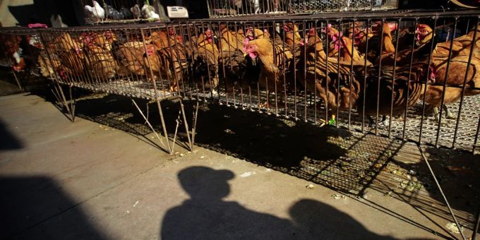 Ein Mann erschreckte in China über 1100 Hühner seines Nachbarn zu Tode. (Symbolbild) china hühner