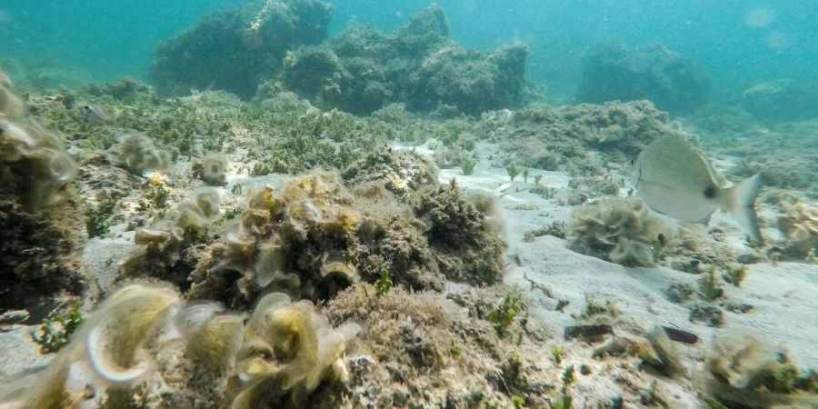 Die mittlere Oberflächentemperatur im Nordatlantik steigt weiterhin an.