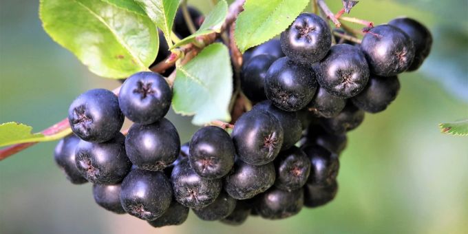 In der Regel erreichen Aroniabeeren von Ende August bis Anfang September ihre Erntereife. Beeren