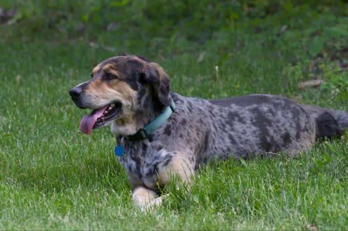 Das Fressen von Gras kann beruhigend wirken. Hund auf Wiese