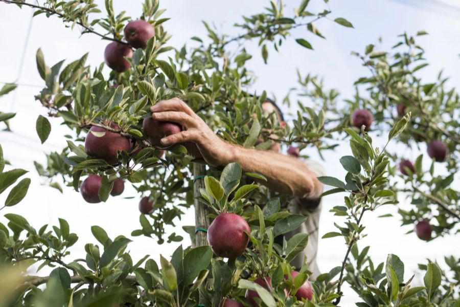 Zudem klauen die Leute auch öfters: etwa, indem sie unerlaubt Beeren, Trauben oder Früchte ablesen. (Archivbild)