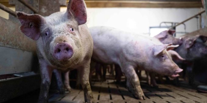 Schweine im Mastbetrieb. (Symbolbild) Schwein