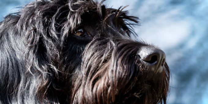 Ein gesunder Hund musste eingeschläfert werden: die Vorgeschichte hat zwei Versionen, eine vom Hundehalter und eine vom mutmasslichen Opfer eines Angriffs durch den Riesenschnauzer. (Symbolb Hund