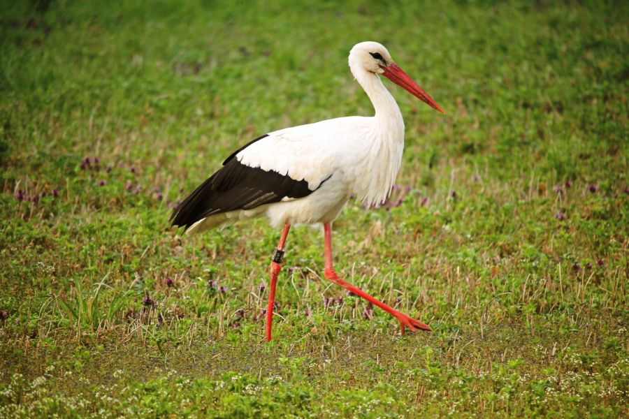 Besonders gefährdet sind grössere Vögel wie Störche. (Symbolbild)