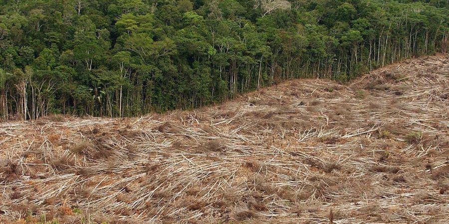 Abholzung des Regenwalds im Amazonasgebiet in Brasilien. Jeden Tag werden grosse Flächen Regenwald zerstört.