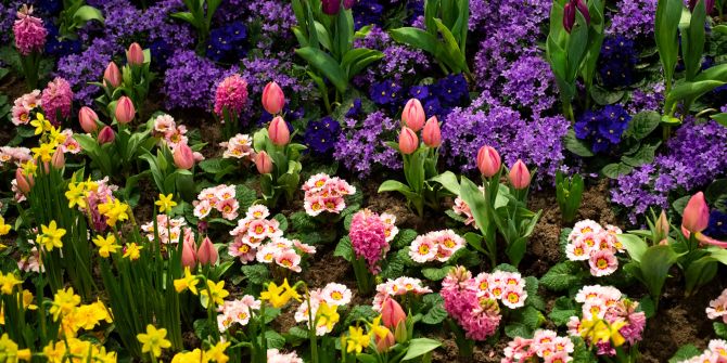 Beet Blumen Narzissen Primeln Tulpen