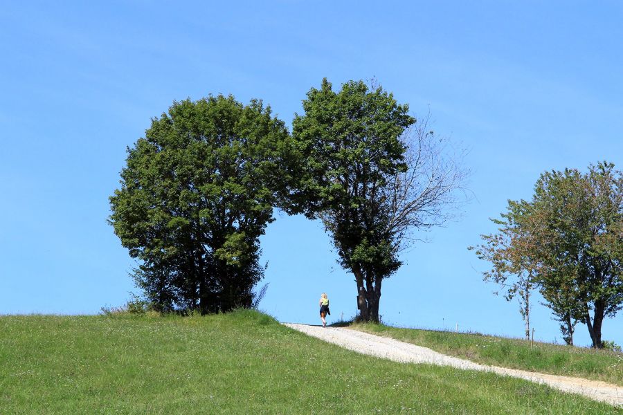 Wanderweg Bäume Tor natürlich Sonne Wiese