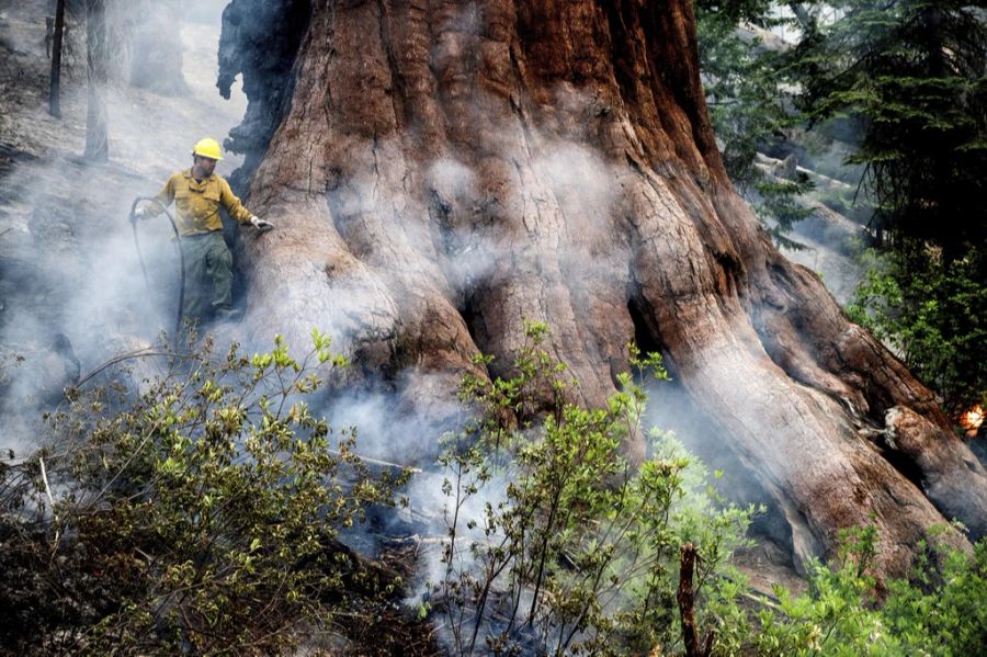 Mit ihrem unermüdlichen Einsatz konnten die Feuerwehrleute verhindern, dass die Mammutbäume den Flammen zum Opfer fielen.