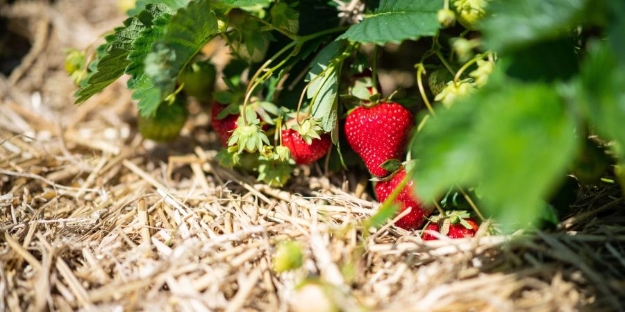 Eine Lage Stroh um die Erdbeeren hat viele Vorteile für die Pflanze.