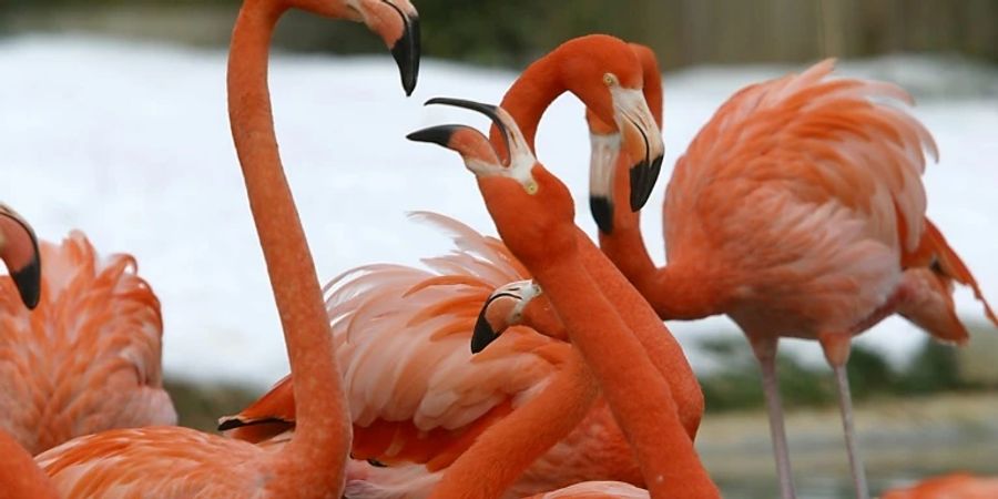 Flamingos in Washington