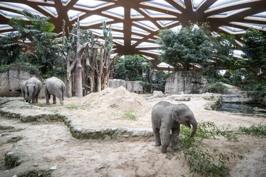 Inzwischen sind im Zoo Zürich drei Elefanten innert weniger Wochen verstorben.