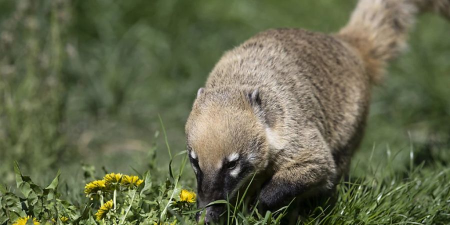 Sie machen auch vor giftigen Raupen nicht Halt: Ein südamerikanisches Nasenbär-Weibchen schnüffelt sich im Zürcher Zoo durch Löwenzahn.