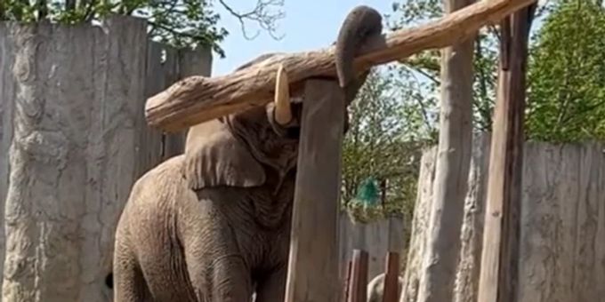 «Ist ein Spiel» - Elefant im Basler Zolli verblüfft mit Kunststück