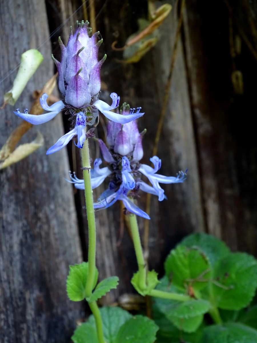 Blüten Pflanze Verpiss dich Plectranthus caninus