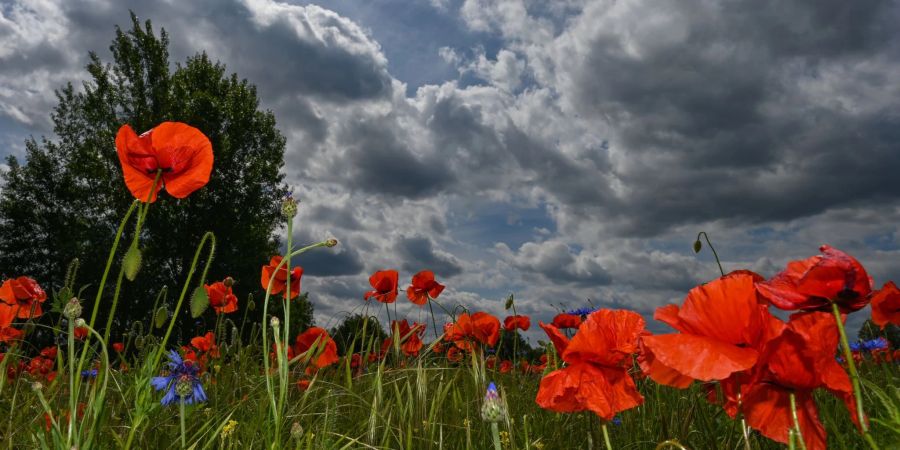 Klatschmohn auf einer Wiese in Brandenburg.